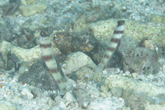 Amblyeleotris steinitzi