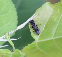 Crossocerus