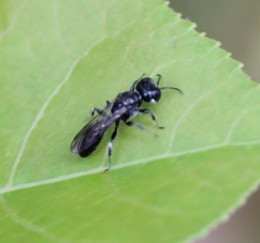 Crossocerus