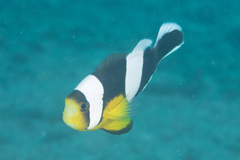 Amphiprion polymnus