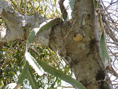 Selenicereus ocamponis