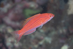 Paracheilinus filamentosus