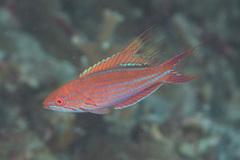 Paracheilinus filamentosus