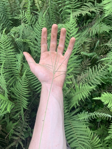 Digitaria violascens observed 2024-05-20