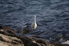 Egretta garzetta