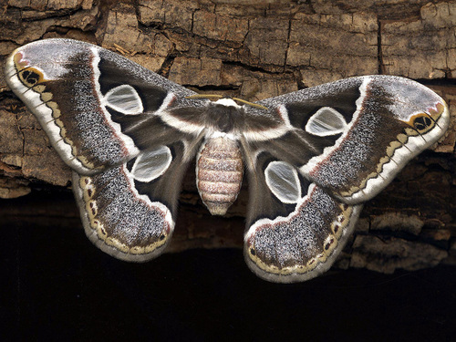 Cincta Silk Moth