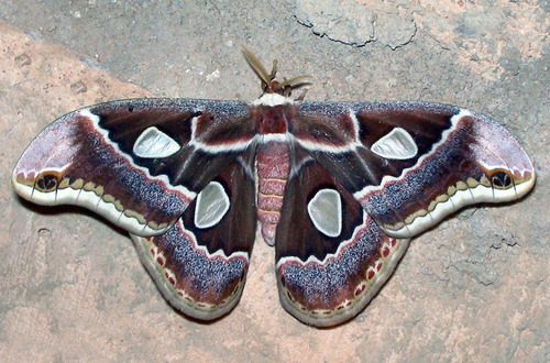 Cincta Silk Moth