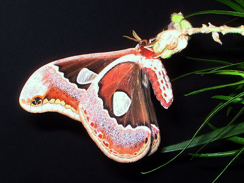 Cincta Silk Moth