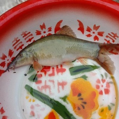 Chameleon Loach photo 1