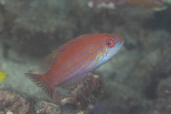 Paracheilinus filamentosus