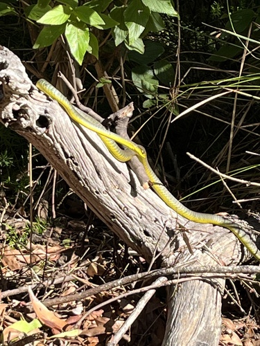 Common Tree Snake sighting