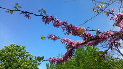 Cercis siliquastrum