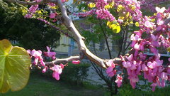 Cercis siliquastrum