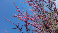 Cercis siliquastrum