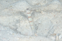 Amblyeleotris steinitzi