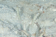 Ctenogobiops