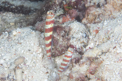 Amblyeleotris wheeleri