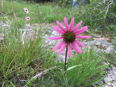 Echinacea tennesseensis