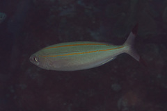 Pterocaesio digramma