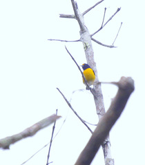 Euphonia minuta