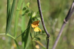 Lathyrus annuus