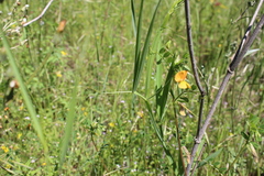 Lathyrus annuus