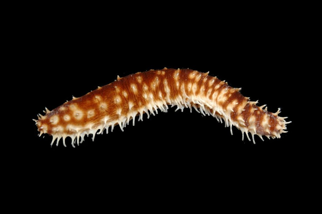 Holothuria hilla