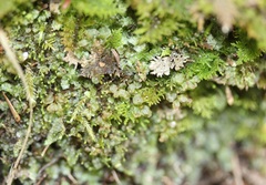 Trichocolea tomentella