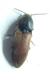 Ampedus phoenicopterus