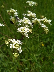 Crambe hispanica
