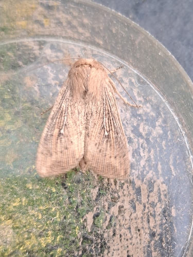 Obscure Wainscot, 2901 KB Capelle aan den IJssel, Nederland, photo 7 of 10