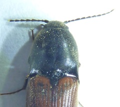 Ampedus phoenicopterus