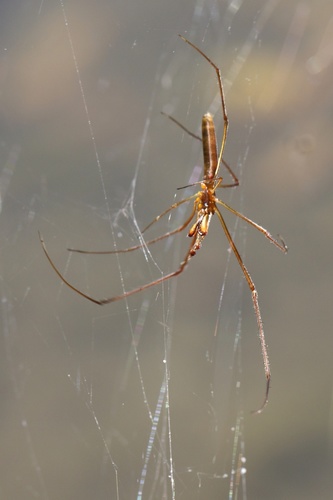 Tetragnatha nitens
