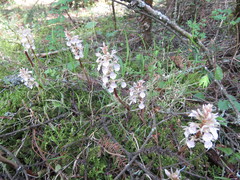 Corallorhiza macrantha