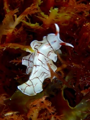 Eurylepta californica