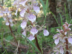 Corallorhiza macrantha