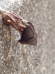 Cryptothelea gloverii