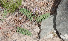 Astragalus cibarius