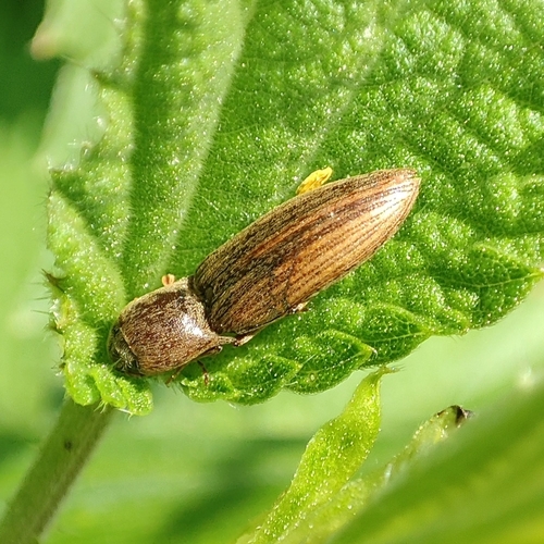 Lined Click Beetle, 9747 AV Groningen, Netherlands, photo 9 of 10