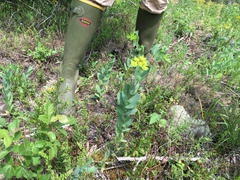 Bupleurum rotundifolium