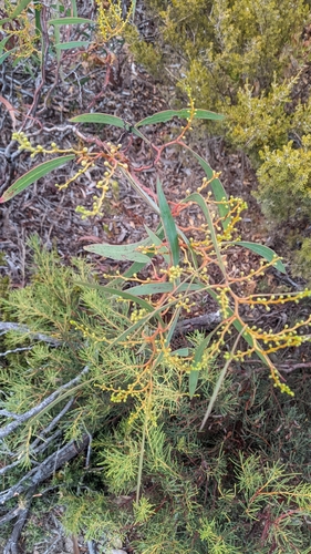 Acacia leiophylla, 2024-05-20