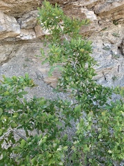 Quercus × undulata