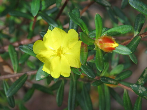 Image of Blue Mountains Guinea Flower (Hibbertia bracteata) by (c) ian_mcallan, some rights reserved (CC BY)