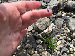 Phemeranthus calcaricus