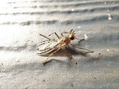 Boreothrinax maculipennis