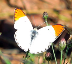 Colotis antevippe gavisa