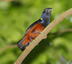 Euphonia pectoralis