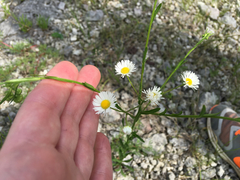 Erigeron allisonii