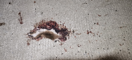 Edward’s Rat