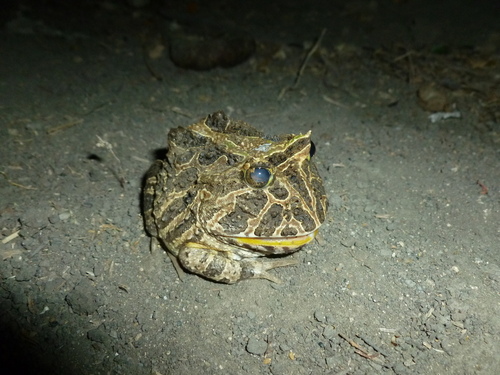 Ceratophrys calcarata